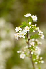 White flowers on a tree in spring