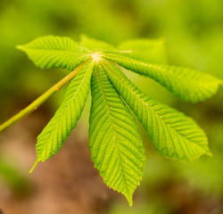 kidney with leaves on a chestnut tree in spring