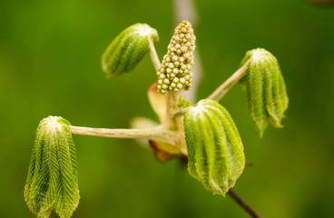 kidney with leaves on a chestnut tree in spring