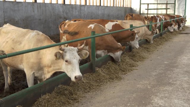 Cow on farm