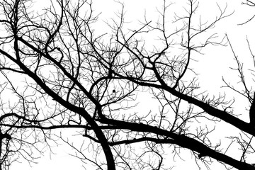 Naked tree branches on a white background