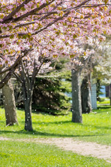 Fototapeta na wymiar 桜の花 / 春の出発イメージ