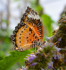 Closeup Butterfly on Flower