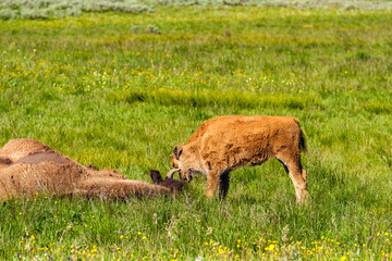 Fototapeta premium American bison family in Yellowstone