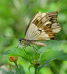 Butterfly on garden