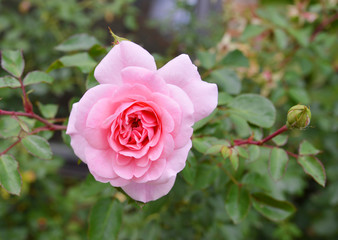 Roses on a bush in a garden.