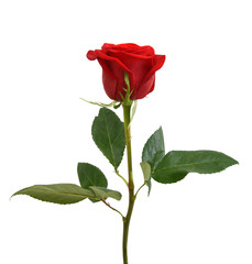 Obraz premium Rose