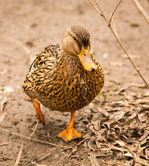 Duck on the ground in the park