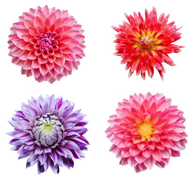 colection dahlia flowers isolated on white background