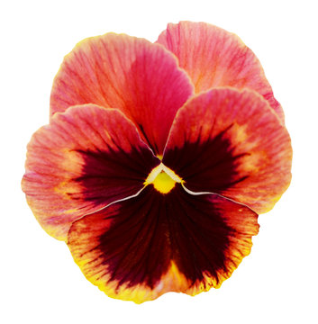 Pansy Flower Isolated On White Background