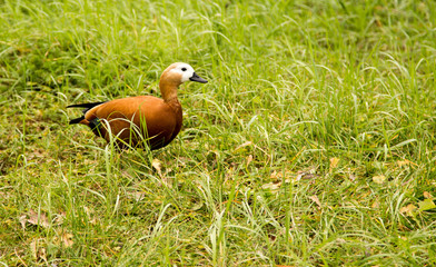 A duck walks along the green grass