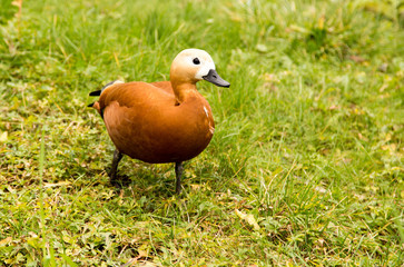 A duck walks along the green grass