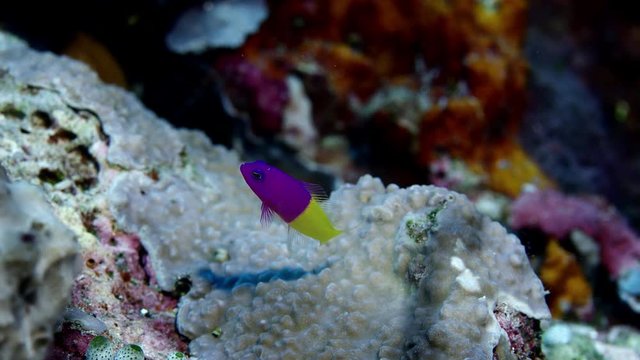 Bicolor Dottyback (Pictichromis paccagnella),or the Royal Dottyback or False Gramma, WAKTOBI, Indonesia,slow motion