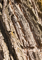 Old bark on a tree as a background