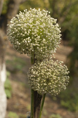 Blooming onions. Reproduction of vegetables.