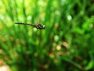 夏の風物詩　とんぼ
