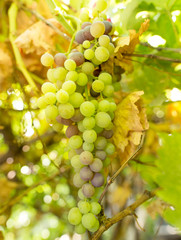 Ripe bunch of grapes in the garden