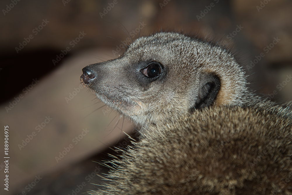 Poster Close up portrait of a meerkat unusal looking from behind and with it facing left
