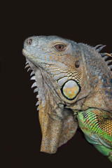 very close upright portrait photograph of the head of a iguana against a dark background 