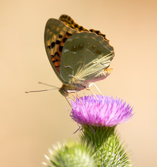 Beautiful butterfly in the wild on a plant