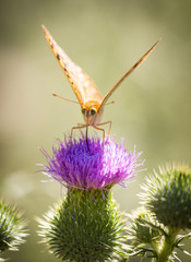 Beautiful butterfly in the wild on a plant