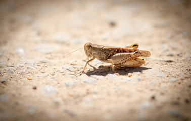 Grasshopper sits on the ground in wildlife
