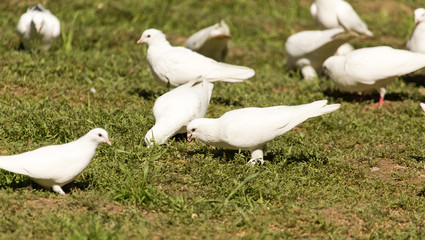 White doves in green grass in summer