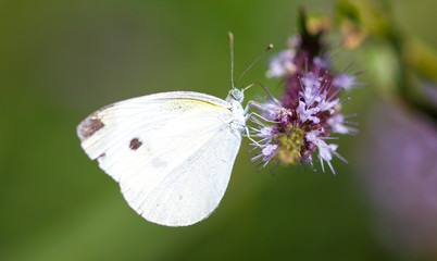 Beautiful butterfly in the wild on a plant