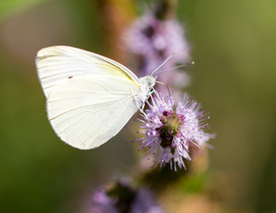 Beautiful butterfly in the wild on a plant