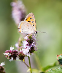 Beautiful butterfly in the wild on a plant