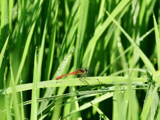 秋の風物詩　赤とんぼ
