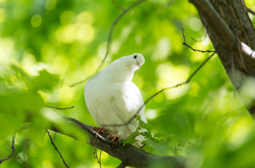 White doves on a tree in the summer