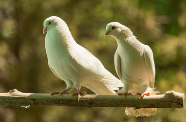 White doves on a tree in the summer