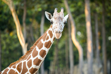 Reticulated giraffe