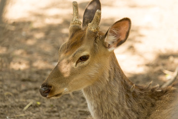 Portrait of a deer in the zoo