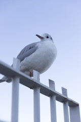 海鳥の横顔