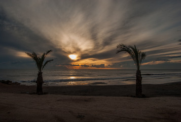 Palm tree at sunset in Spain