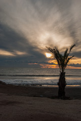 Palm tree at sunset in Spain