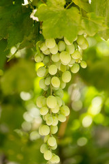 Green grapes in the garden in summer