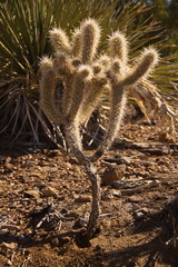 Cactus plant in Joshua Tree National Park in California in the USA

