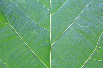 Close-up teak leaf texture background.