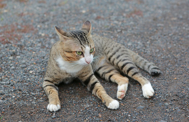 Thai Striped cat sitting on ground.
