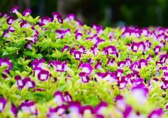 Pansy, purple flowers