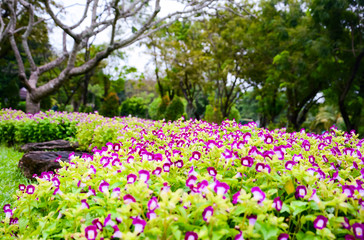 Obraz premium Pansy, purple flowers