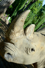 Fototapeta premium Rhino horn