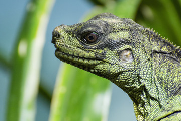 Lizard head green.