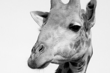 Naklejka premium Giraffe