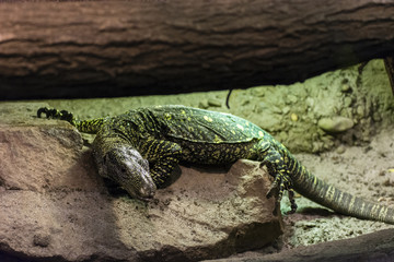 Varan in a giant terrarium.