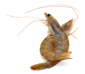 Raw shrimp isolated on white background