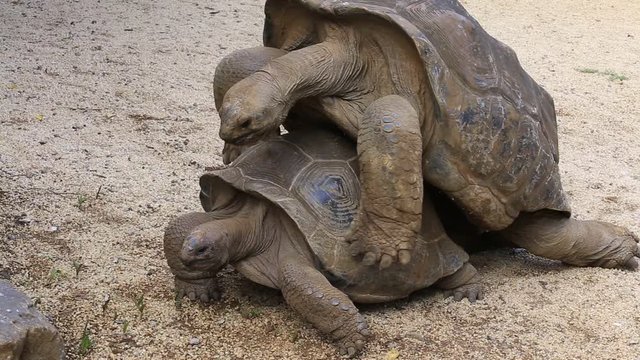 Two giant turtles, dipsochelys gigantea making love in Nature Park, island Mauritius. Copulation is a difficult endeavour for these animals, as the shells make mounting extremely awkward